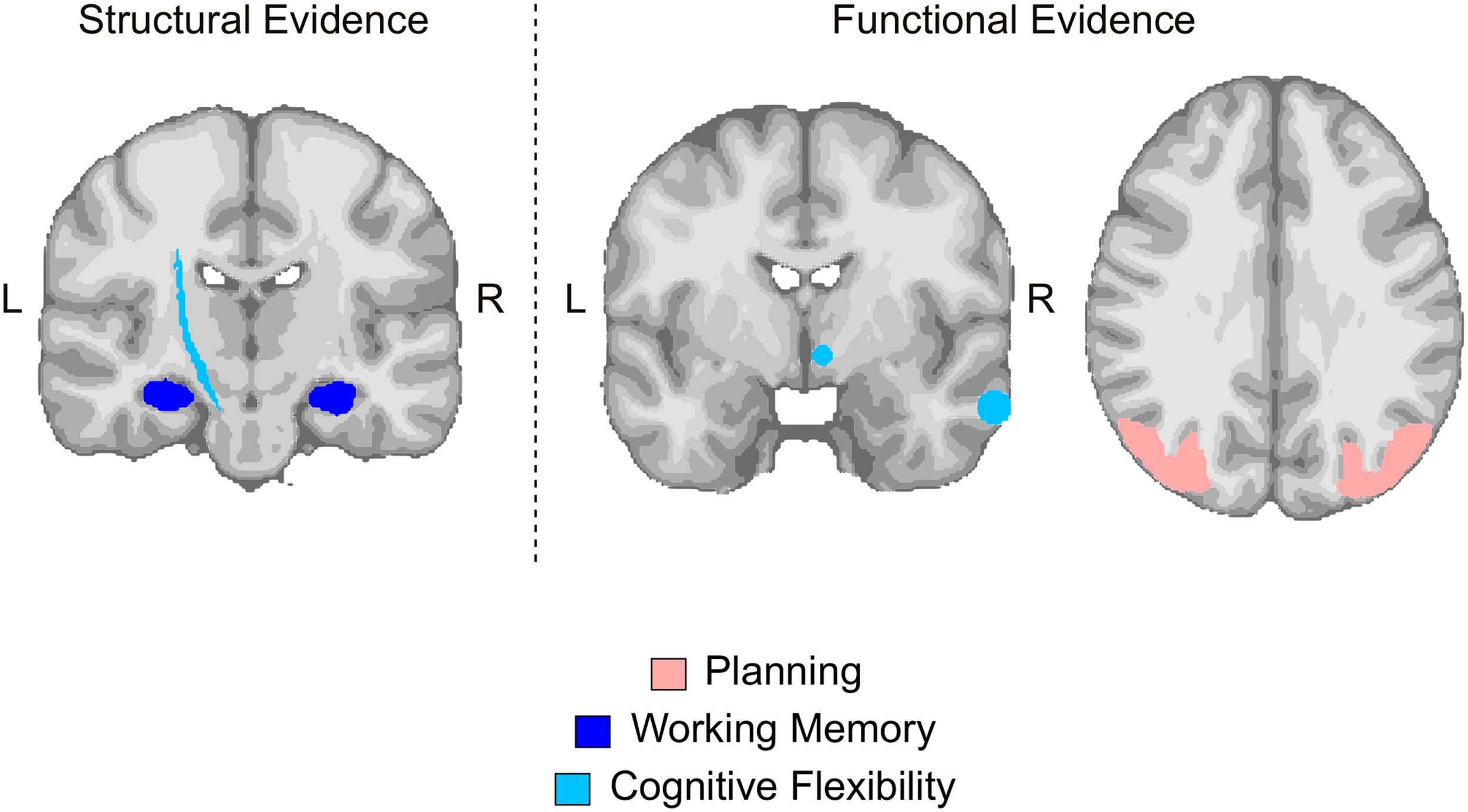 Motor Learning